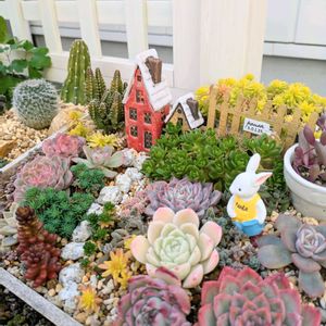 多肉植物,苔テラリウム,多肉多肉多肉,植物のある暮らし,苔 (コケ)の画像