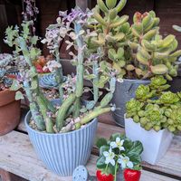 七福神,熊童子,熊童子,七宝樹錦,七宝樹錦の画像