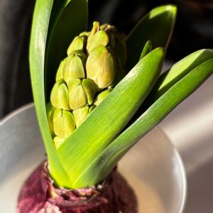 ヒヤシンス,ヒヤシンス,水耕栽培,嬉しい,春到来！の画像