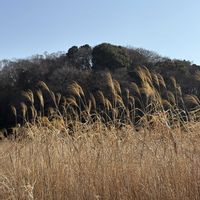 ススキ,ススキの穂,散歩道の画像