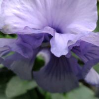 パンジー,大好きな花,シルエット❤︎,風の中,ヒカリの画像