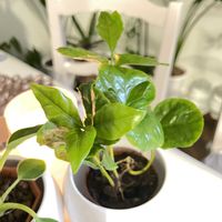 コーヒーの木,フィロデンドロンバーキン,観葉植物,優しい気持ち,happy♡の画像