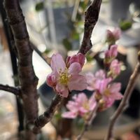 サクラ,ユーカリ,ユーフォルビア属,多肉植物,観葉植物の画像