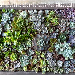 多肉植物,多肉大好き,ポイポイ鉢,盆栽鉢,タニラーの画像