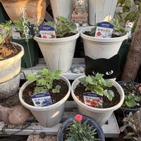 セネッティ　ロイヤルブルー,セネッティ　ガーネット,セネッティ　スカーレット,セネッティ　ホワイトレッドアイ,花のある暮らしの画像