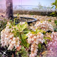 アセビ,キンギョソウ,多肉植物の寄植え,金魚草,多肉植物の寄せ植えの画像