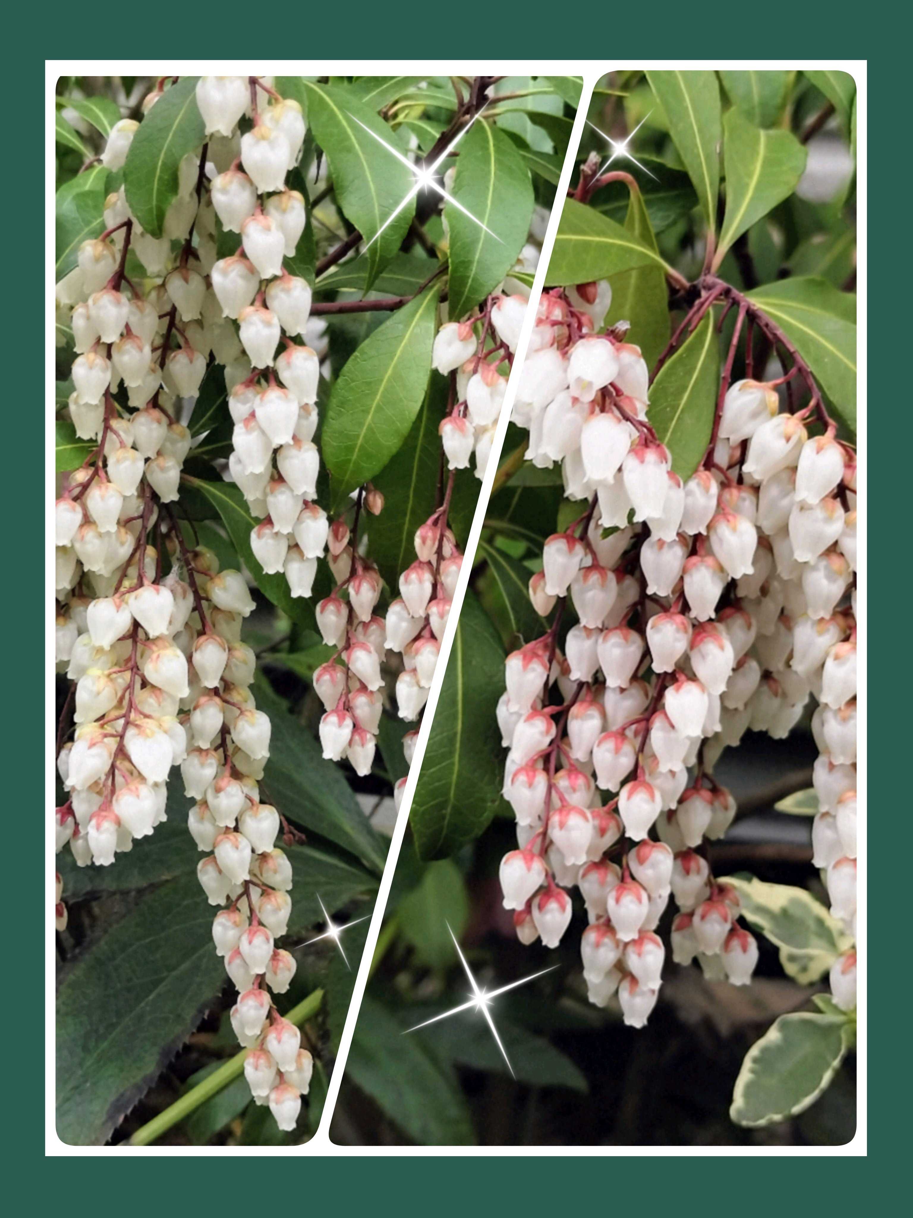 アセビの投稿画像 by ヒロンさん｜キンギョソウと多肉植物の寄植えと