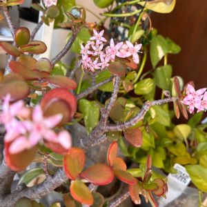 金のなる木,金のなる木,多肉植物,お部屋の画像