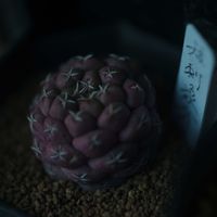 ハオルチア,多肉植物,観葉植物,塊根植物,サボテン科の画像