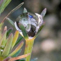 ハツコイソウ,ハツコイソウ,小さな花壇,花のある暮らし,植物好きの画像