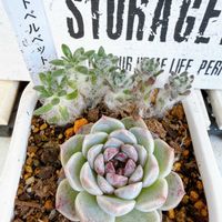 ポーチュラカ ウェルデルマニー,レッドベルベット,多肉植物,エケベリア属,成長記録の画像