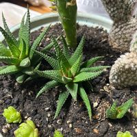 十二の巻の画像