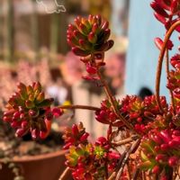 虹の玉,多肉植物,鉢植え,花のある暮らし,おうち園芸の画像