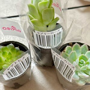 大和姫,アルビカンス,ラブリーローズ,多肉植物,ダイソーの画像