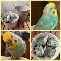 多肉植物,多肉植物が好きな人と繋がりたい,DAISO多肉植物,毎月15日はインコの日の画像