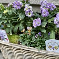 パンジー・ビオラ,ビオラ,EMSビオラ,ガーデニング,ビオラ・パンジーの画像