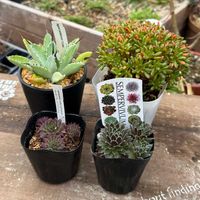 小人の祭り,センペルビウム,多肉植物,ガーデニング,アエオニウムの画像