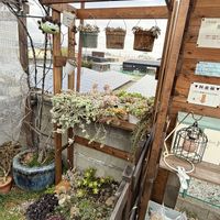 多肉植物,ガーデニング,多肉棚,多肉棚DIYの画像