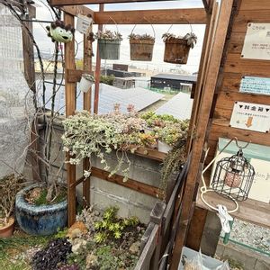 多肉植物,ガーデニング,多肉棚,多肉棚DIYの画像