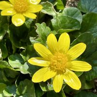 ネメシア,ヒメリュウキンカ,パンジー,葉牡丹,葉牡丹の画像