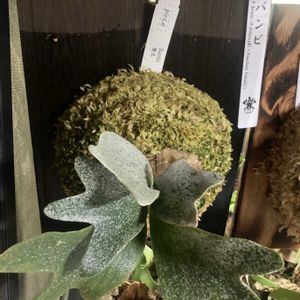 ビカクシダ　バンビ, ビカクシダの画像