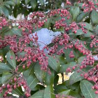 アセビ,植栽,公園散策,今日のお花♪,⚠️有毒植物の画像