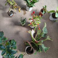 サンスベリア,クロトン,コーヒーの木,カラテア,フィロデンドロンの画像