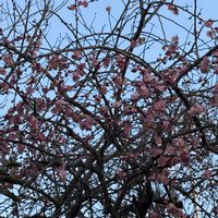 オタフクナンテン,シダレウメ,常緑低木,花木,落葉低木の画像