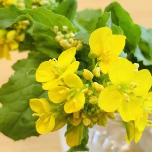 菜の花,菜の花,ナノハナ,ナノハナ,ビタミンカラーの画像