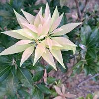 アセビ,馬酔木(アセビ）,アセビの実,アセビの蕾,公園の画像