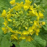 カーネーション,ナノハナ,タネツケバナ,ナギイカダの花,ヒマツリの画像