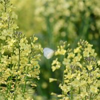 菜の花,菜の花,ブロッコリー,ブロッコリー,ナノハナの画像