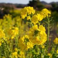 菜の花,切り花,黄色い花,海岸沿い,青空の画像
