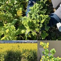 菜の花,ナノハナ,花のある暮らし,黄色の花,今日のお花の画像