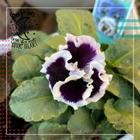 パンジー・ビオラ,可愛らしい,花のある暮らしの画像