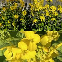 パンジー・ビオラ,パンジー・ビオラ,フユシラズ,フユシラズ,フユシラズの画像