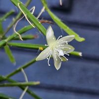 リプサリス,リプサリス エワルディアナ,室内,グリーンアクセサリー♪,ちびっこチームの画像