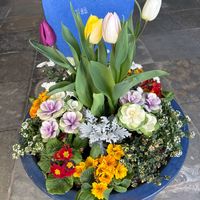 チューリップ,プリムラ,スイートアリッサム ,葉牡丹の画像