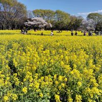 菜の花,菜の花,昭和記念公園,花のある暮らし,花が好きの画像