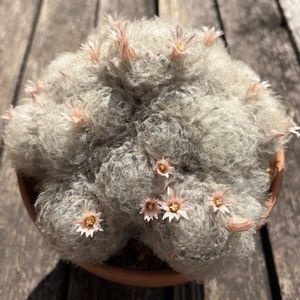 サボテン,白星,多肉植物,鉢植え,花芽の画像