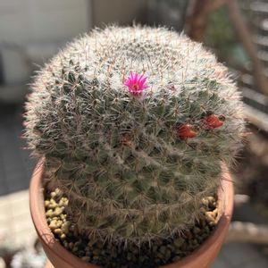 サボテン,玉翁,多肉植物,鉢植え,ダイソーの画像