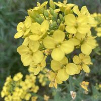 菜の花,ナノハナ,なばな（菜花）,野菜の花,花のある暮らしの画像