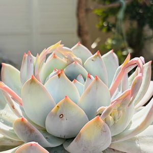 トロムソ,多肉植物,鉢植え,エケベリア属,花芽の画像