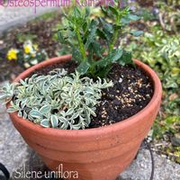 シレネ,シレネ ドレッツバリエガータ,オステオスぺルマム,寄せ植え,鉢植えの画像