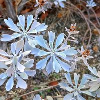 モクビャッコウ,木白香,花壇,常緑低木,シルバーリーフの画像