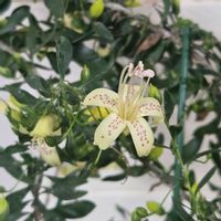 エレモフィラ,繋がりに感謝✨,輝かしい未来,いつも心に太陽を,月曜はビタミンカラーの画像