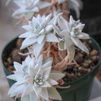 ダドレア,タニラー,ダドレア属,その他部屋の画像