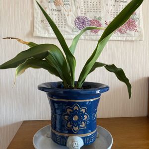 オモト,オモト,オモト,亀甲竜,亀甲竜の画像