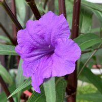 ヤナギバルイラソウ,柳葉ルイラ草(ヤナギバルイラソウ),花撮りドライブ,民家の庭先,宇都宮市郊外の画像