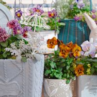 ヘリクリサム,ビオラ タイガーアイ,ダスティーミラー,ユニヴェール,松田プレミアムセレクションの画像